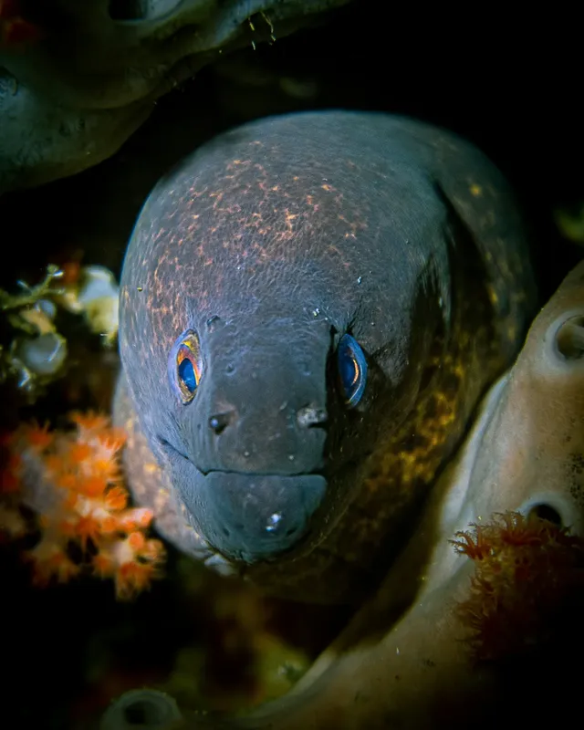 Gros plan d'une murène aux yeux bleus dans son habitat rocheux