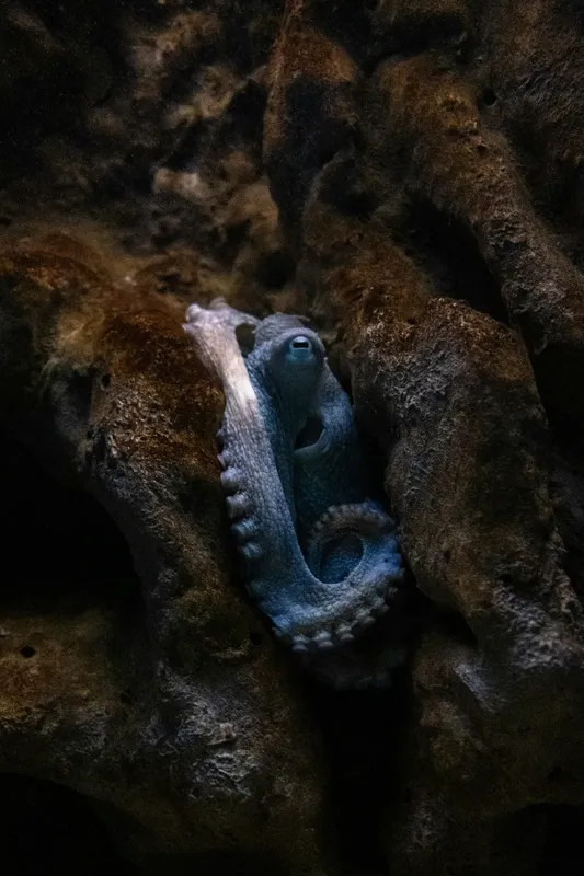 Pieuvre bleue se camouflant sur des rochers sombres en milieu marin