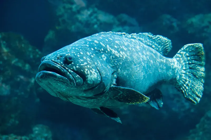 Grand mérou tacheté nageant dans les eaux bleues de l'océan