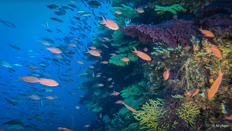 Banc de poissons rouges et coraux colorés dans l'eau bleue