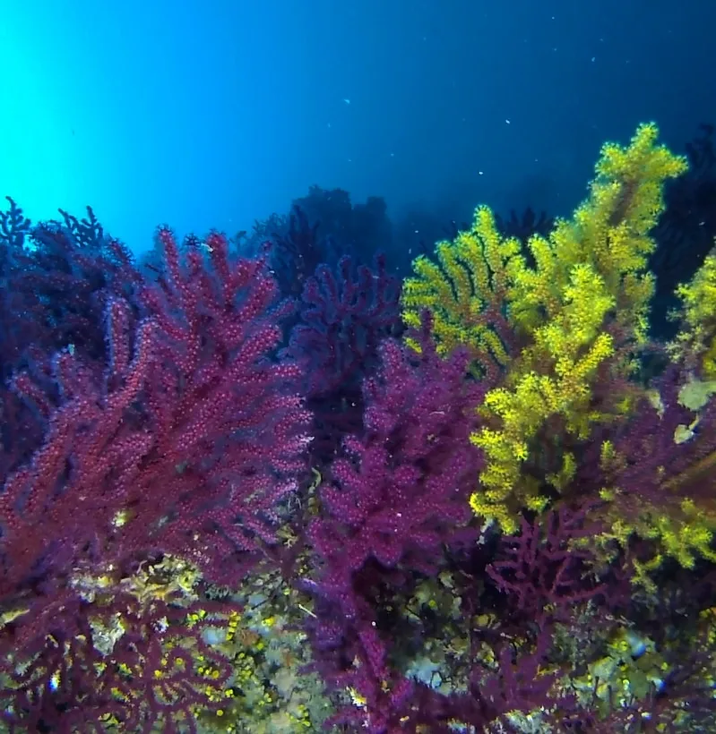 Coraux gorgones rouges et jaunes sous l'eau, ambiance marine