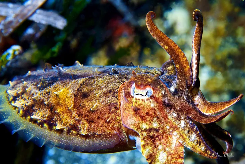 Seiche colorée nageant dans un environnement marin rocheux et lumineux