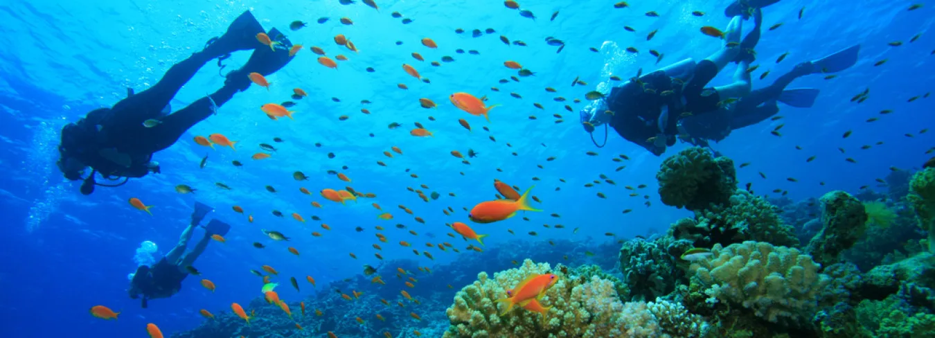 Plongeurs explorent un récif corallien peuplé de nombreux poissons colorés