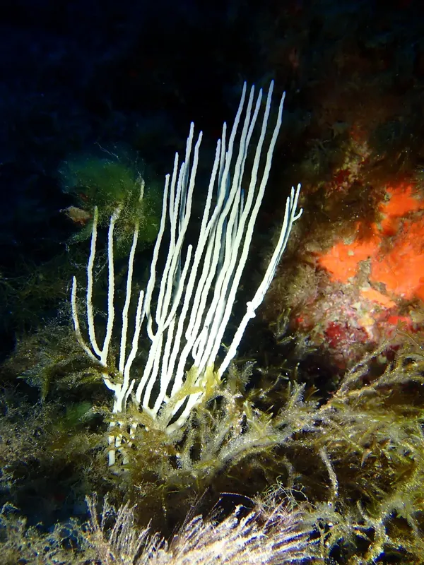 Gorgone blanche dressée sur un fond rocheux coloré en milieu marin