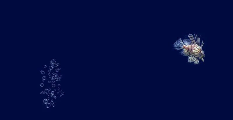 Poisson-lion nageant dans le bleu profond avec des bulles