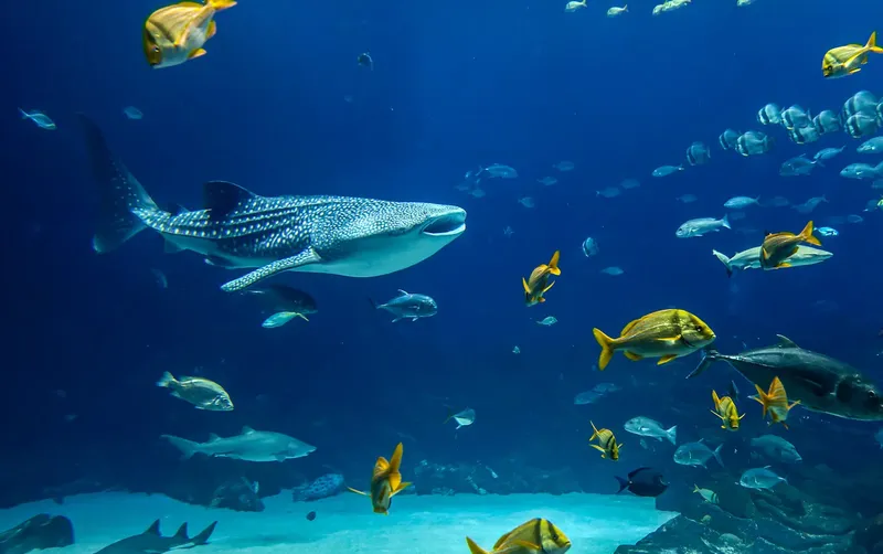 Requin baleine nageant dans un aquarium bleu entouré de poissons