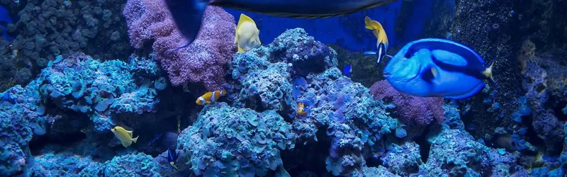 Recif corallien coloré avec plusieurs poissons tropicaux en pleine eau