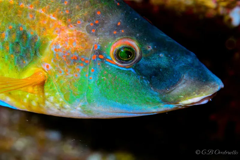 Gros plan d'un poisson perroquet coloré dans son habitat naturel