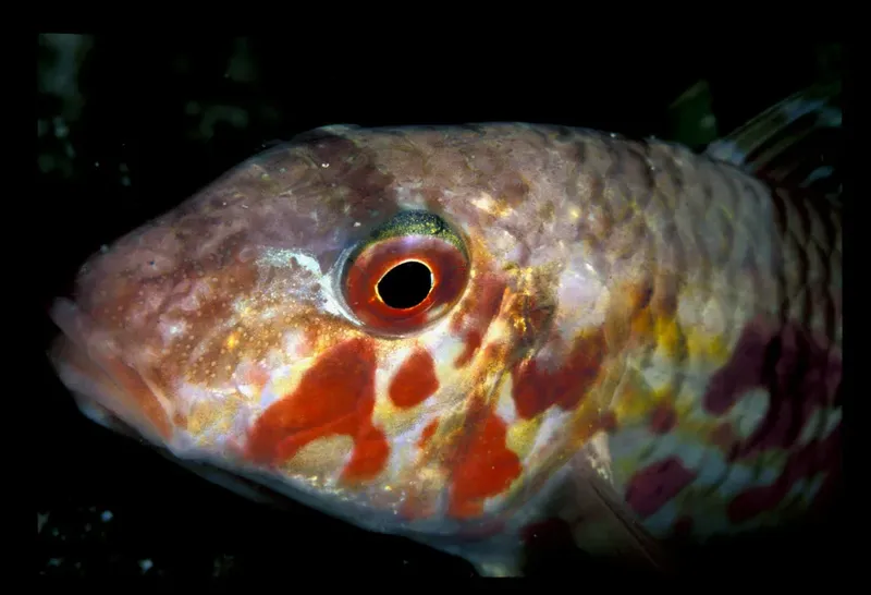 Gros plan d'un poisson rouge et blanc avec un oeil brillant
