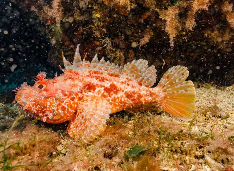 Poisson-scorpion perché sur le fond marin rocheux, couleurs vives et détails