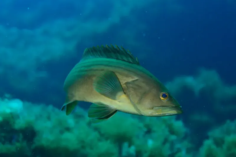 Un mérou brun nage paisiblement dans les eaux bleues de la mer