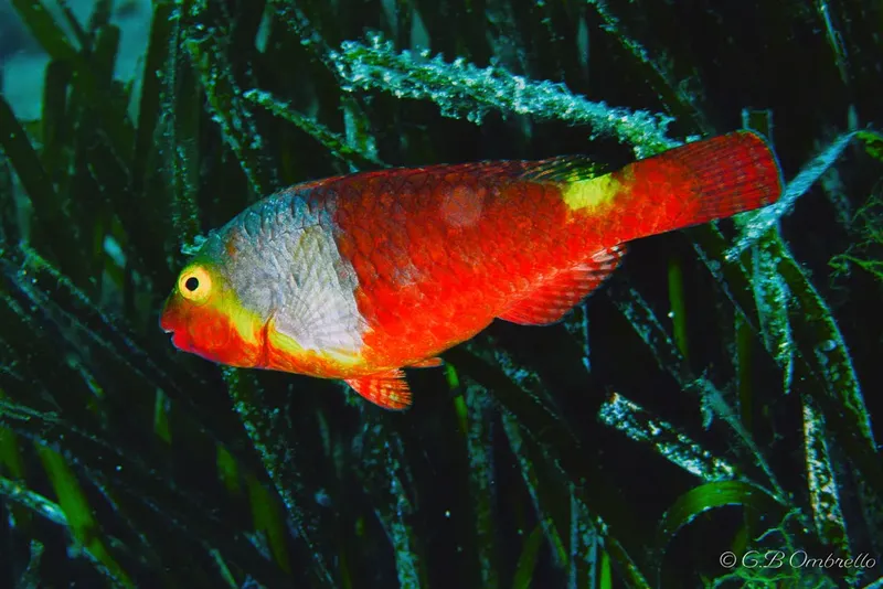 Poisson rouge et blanc nageant parmi des algues marines en profondeur