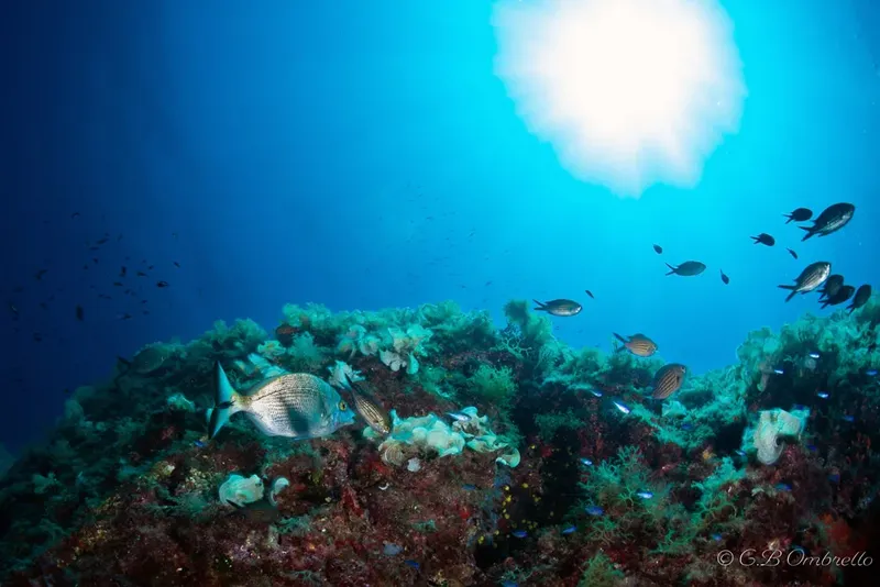 Banc de poissons argentés et dorés nageant au-dessus d'un récif rocheux