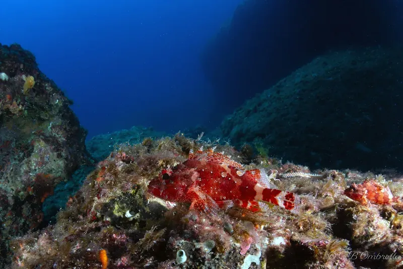 Congre rouge sur fond rocheux et algal en milieu marin