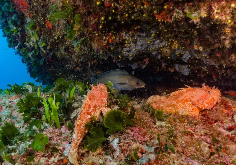 Poissons cachés sous un rocher couvert d'algues et d'éponges colorées