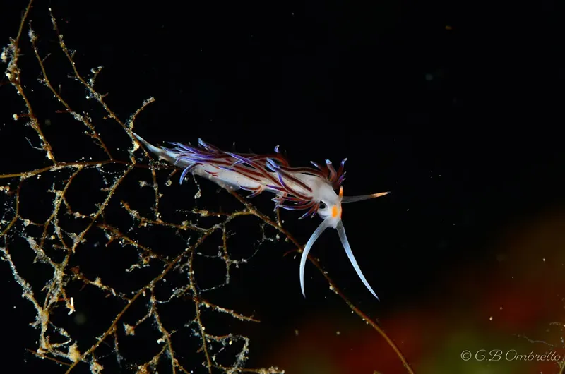 Nudibranche colorée sur une branche corallienne en milieu marin sombre