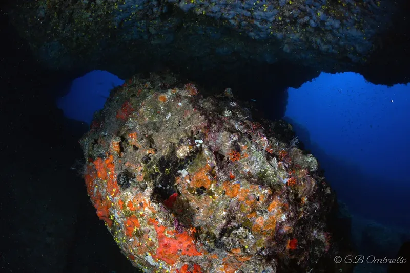 Bloc rocheux sous-marin coloré avec des éponges et des organismes marins