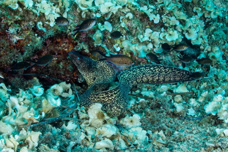 Murène tachetée et poissons tropicaux sur un récifal corallien