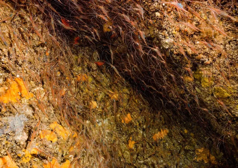 Crevettes rouges et jaunes sur un fond rocheux sous-marin