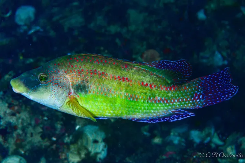 Poisson de récif coloré nageant dans une eau bleue et sombre