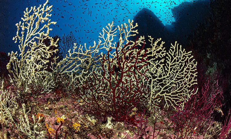 Coraux gorgones rouges et blancs, banc de poissons, fond bleu profond