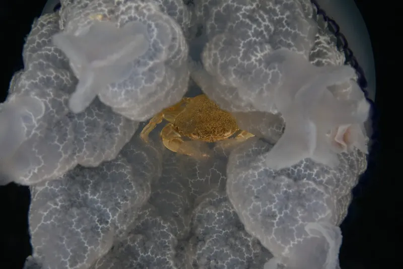 Un crabe sur une éponge blanche dans l'eau sombre