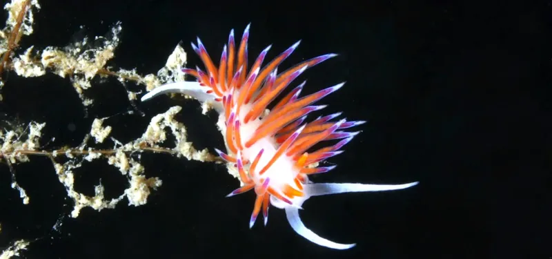 Deux nudibranches colorés sur une branche corallienne en plongée