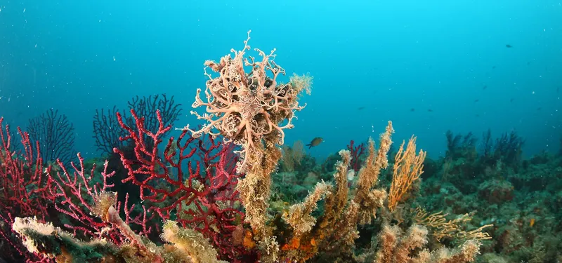 Gorgones rouges et blanches sur fond bleu, vie marine méditerranéenne
