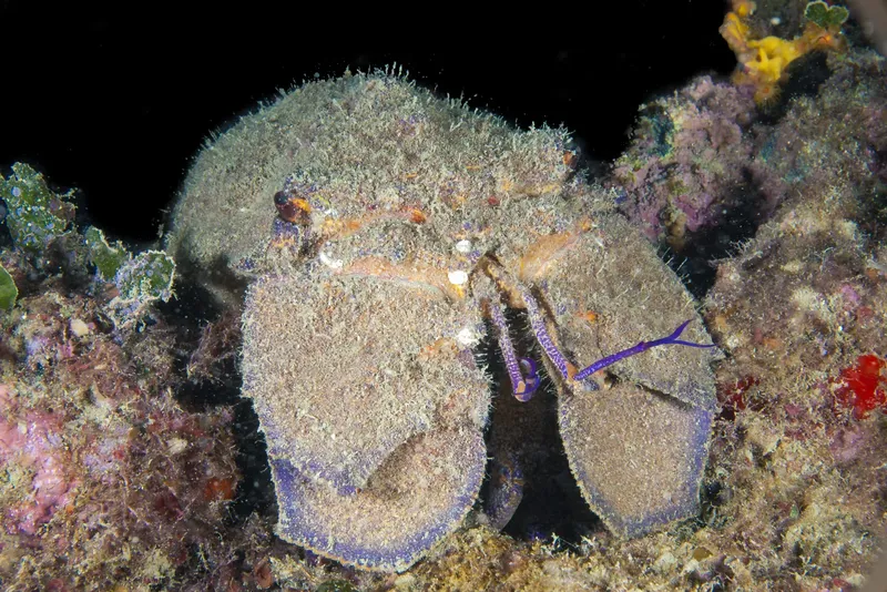 Un grand crabe pagure décoré se promène sur un récif corallien