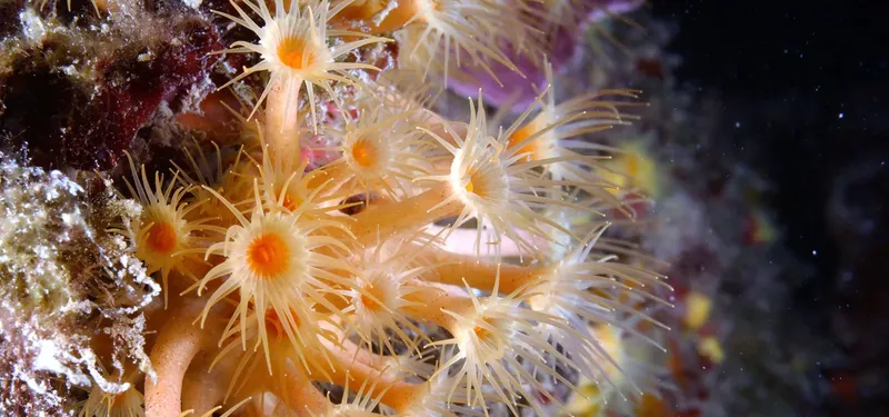 Anémones de mer orange et blanches sur un fond rocheux sombre