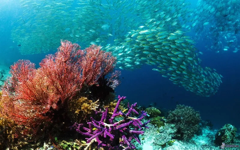 Banc de poissons argentés et coraux colorés dans l'eau bleue