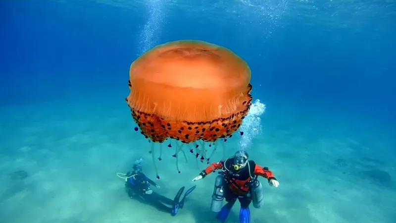 Deux plongeurs observent une immense méduse orange en milieu marin