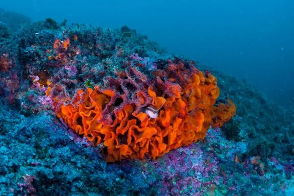 Corail orange et violet en milieu marin, faune sous-marine colorée