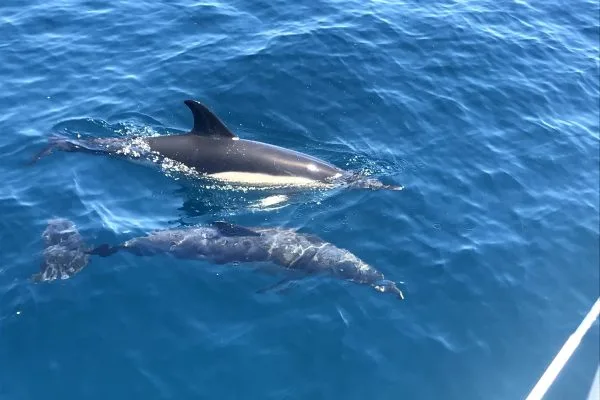 Deux dauphins nagent à la surface de l'eau bleue