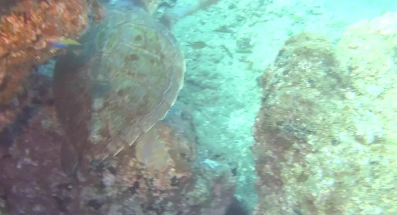 Tortue marine nageant près de rochers et de petits poissons