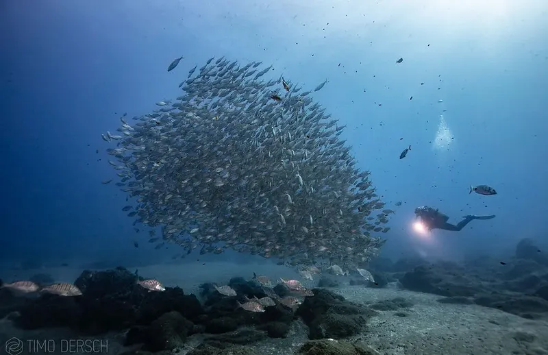 Banc de poissons argentés et plongeur éclairant le fond marin