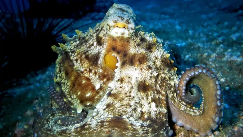 Pieuvre colorée se fondant dans le sable et les rochers sous-marins