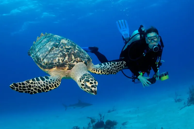 Plongeur nageant avec une tortue marine dans l'eau bleue