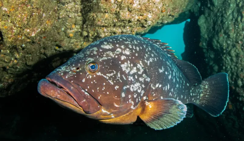 Grand mérou tachetée se reposant près d'une paroi rocheuse sous-marine