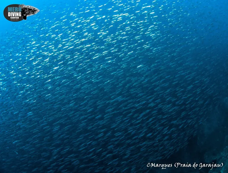Banc de petits poissons argentés nageant en formation dans l'eau bleue