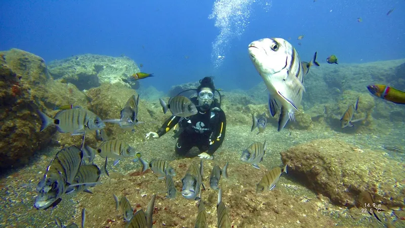 Plongeuse entourée de poissons au milieu d'un paysage rocheux sous-marin