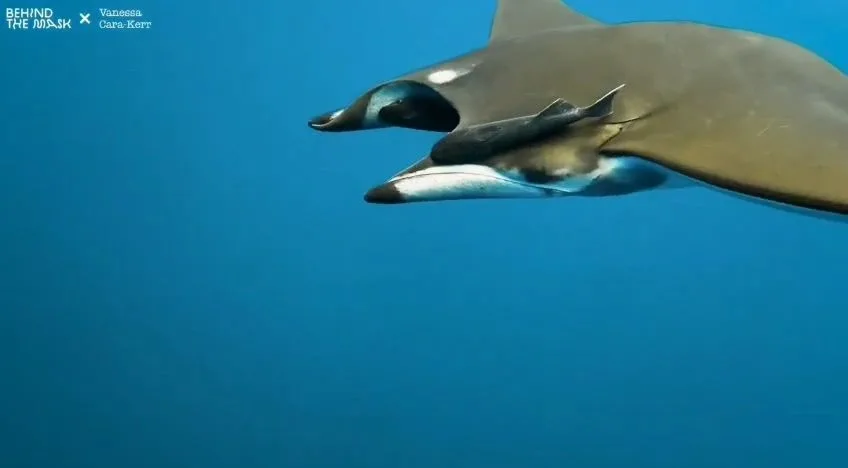 Deux raies manta nagent ensemble dans une eau bleu clair