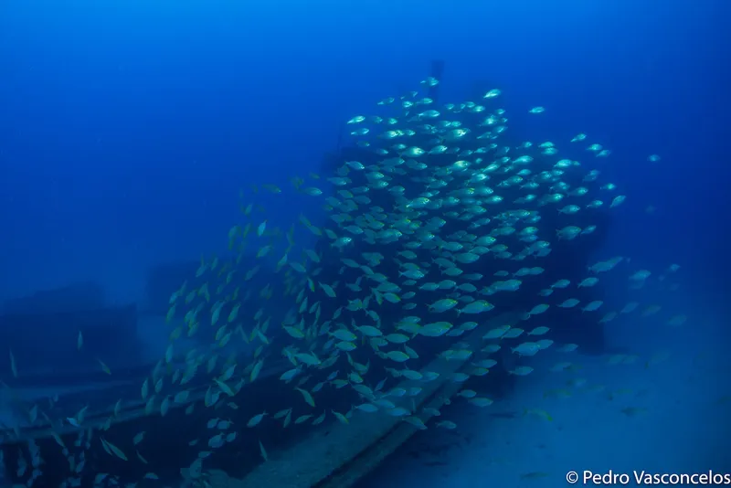 Banc de poissons argentés nageant autour d'une épave sous-marine bleue