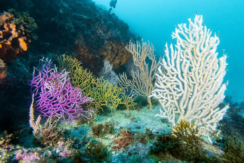 Coraux colorés et fonds marins, gorgones, ambiance sous-marine claire