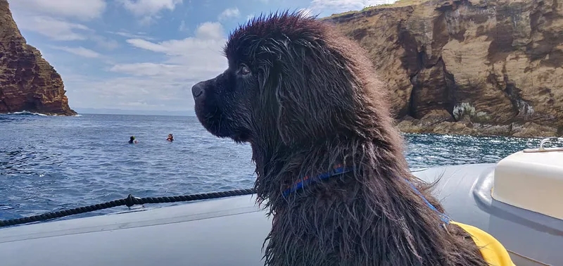 Un chien noir mouillé regarde vers la mer avec des plongeurs