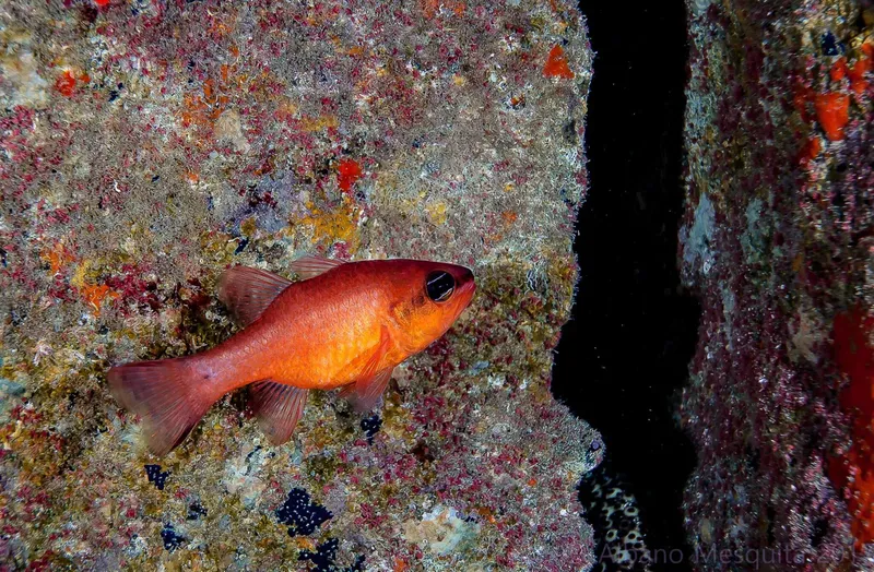 Petit poisson rouge nageant près d'une roche corallienne colorée