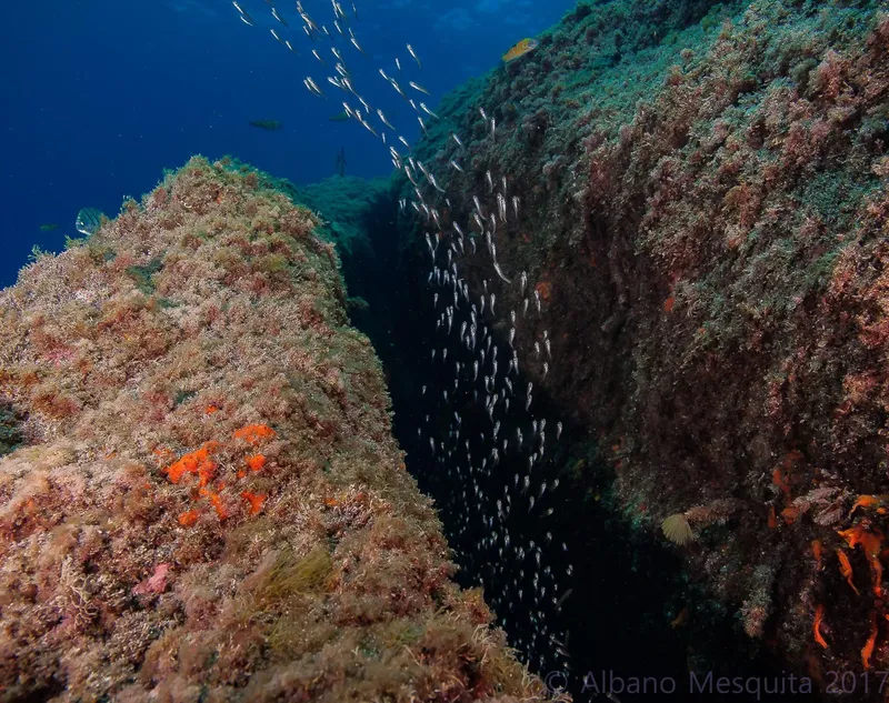 Banc de poissons argentés nageant dans une faille rocheuse sous-marine