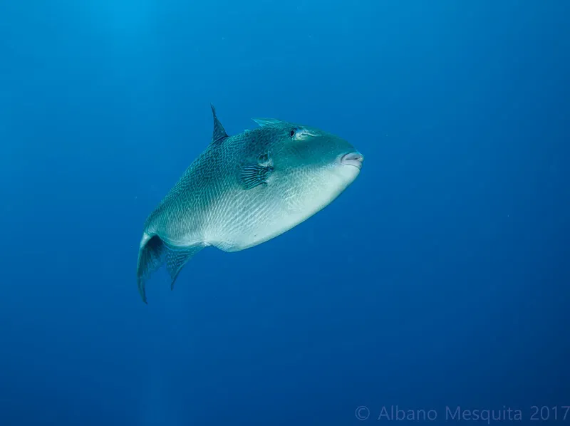 Poisson perroquet nageant dans l'eau bleue, vue sous-marine, faune marine