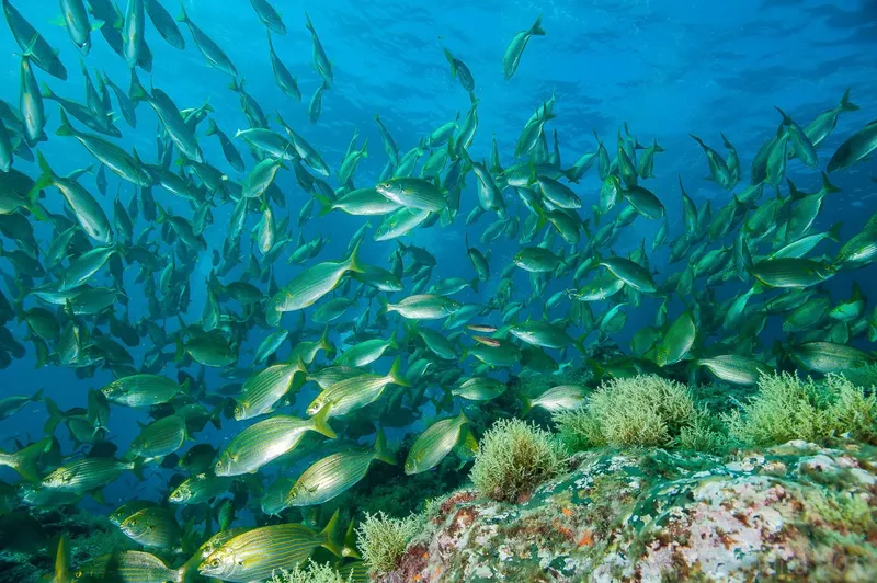 Banc de poissons argentés nageant autour de coraux et de rochers