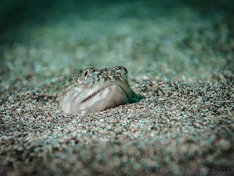 Poissons-grenouilles camouflés sur fond sablonneux, regardant vers l'avant